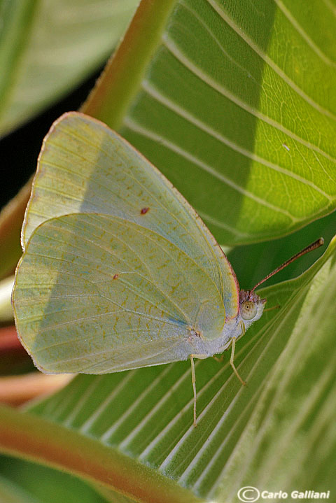 Catopsilia florella